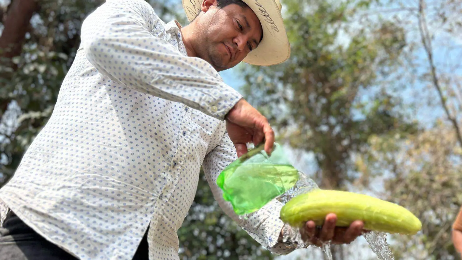 Lavando pepinos